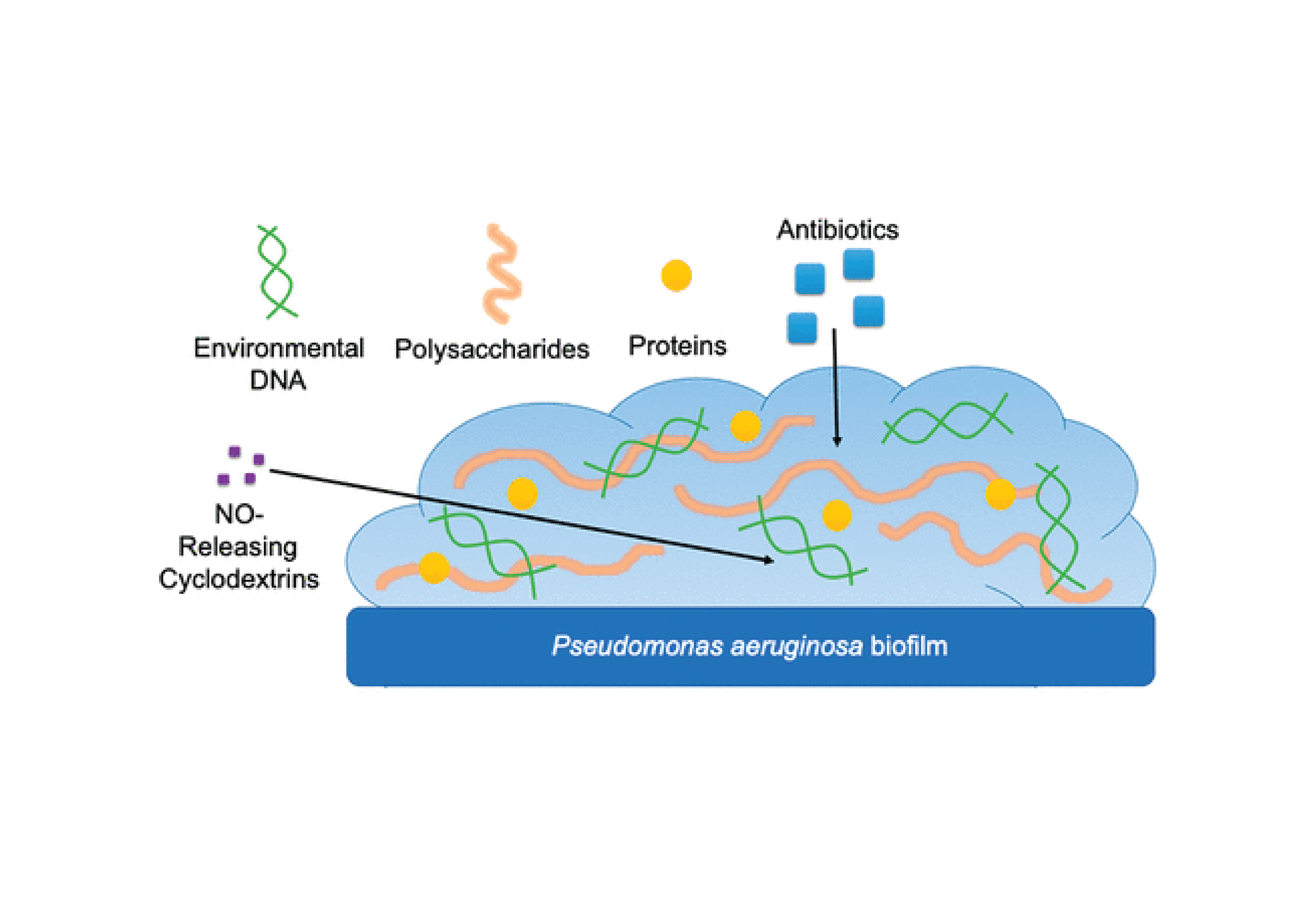 pseudomonas