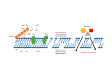 Exogenous Nitric Oxide Improves Antibiotic Susceptibility in Resistant Bacteria