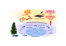 Toxicological Responses of α-Pinene-Derived Secondary Organic Aerosol and Its Molecular Tracers in Human Lung Cell Lines