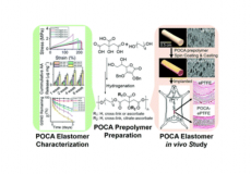 Coating small-diameter ePTFE vascular grafts with tunable poly(diol-co-citrate-co-ascorbate) elastomers to reduce neointimal hyperplasia