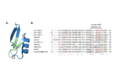 Proteomic response of Escherichia coli to a membrane lytic and iron chelating truncated Amaranthus tricolor defensin