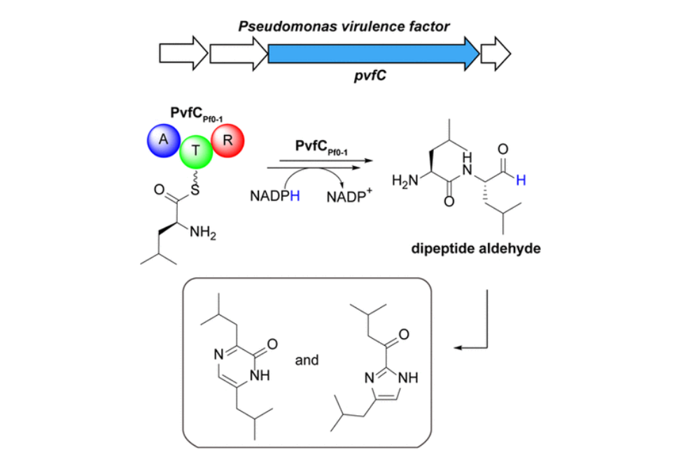 Enzymatic Synthesis of Diverse Heterocycles by a Noncanonical ...