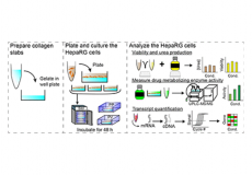 HepaRG Cells Adopt Zonal-Like Drug-Metabolizing Phenotypes under Physiologically Relevant Oxygen Tensions