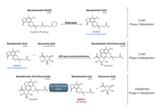 Metagenomics combined with activity-based proteomics point to gut bacterial enzymes that reactivate mycophenolate