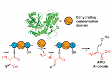 Structure and Function of a Dehydrating Condensation Domain in Nonribosomal Peptide Biosynthesis