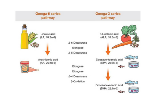 Circulating Omega 6 and Omega 3 Polyunsaturated Fatty Acids in