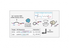 Enzymatic Macrolactamization of mRNA Display Libraries for Inhibitor Selection