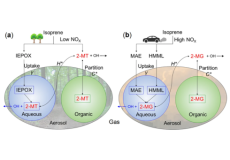 New formation and fate of Isoprene SOA markers revealed by field data-constrained modeling