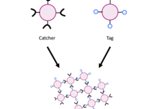 Diagram of special surface proteins, depicting 'catcher' and 'tag' proteins.